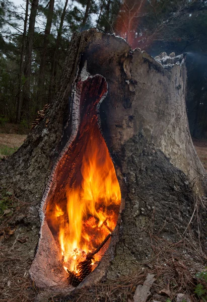 Warm tree stump — Stock Photo, Image