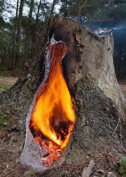 Brinnande stubbe — Stockfoto