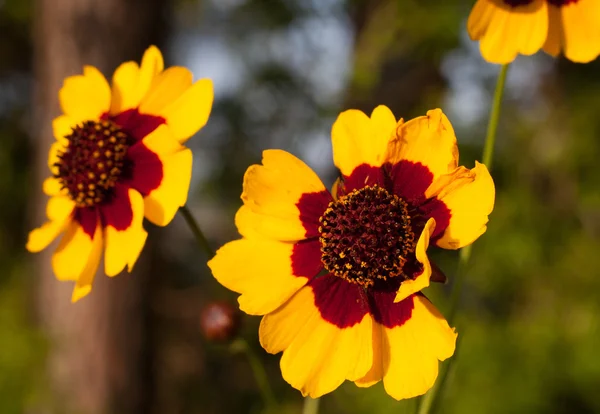 Frühlingsblumenfarbe — Stockfoto