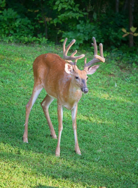 Whitetail buck coming in — Stockfoto