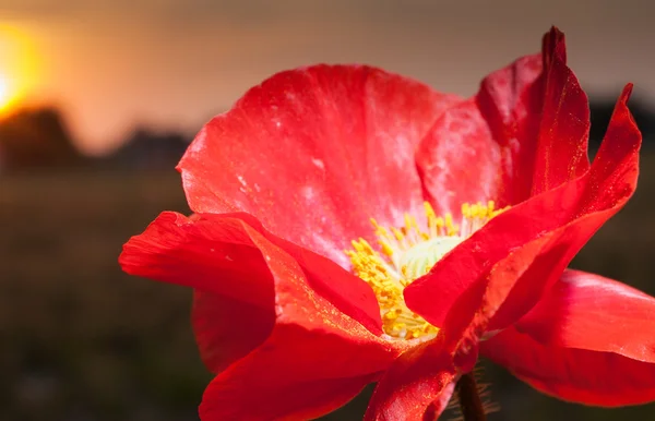 ケシの花の後ろに消える太陽の光 — ストック写真