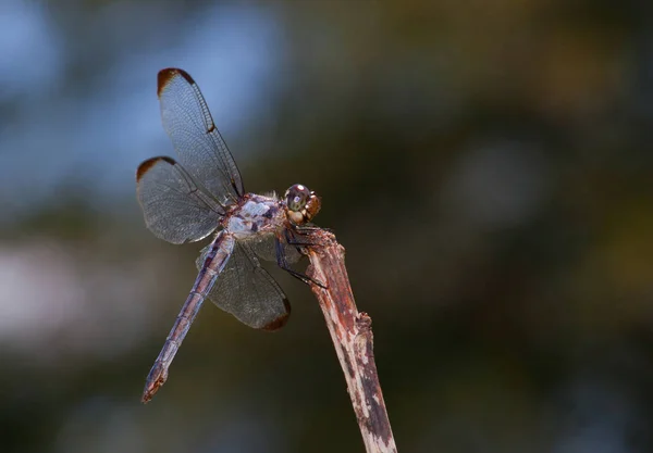 Dragonfly on the Hunt — Stock Photo, Image