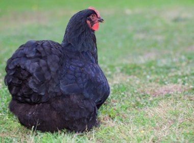 Siyah tavuk tavuk