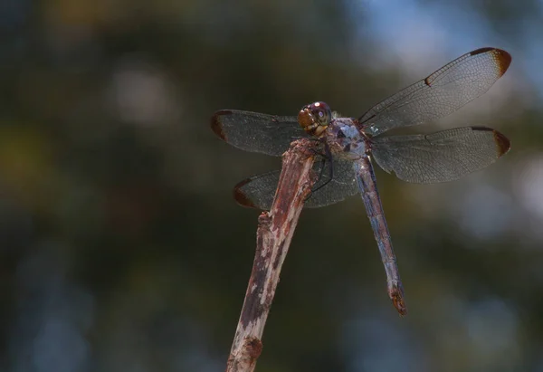 Libélula encaramada en un palo — Foto de Stock