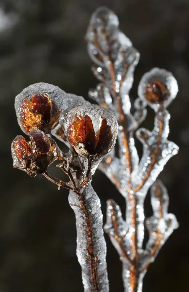 Buz içinde Crape mersin — Stok fotoğraf