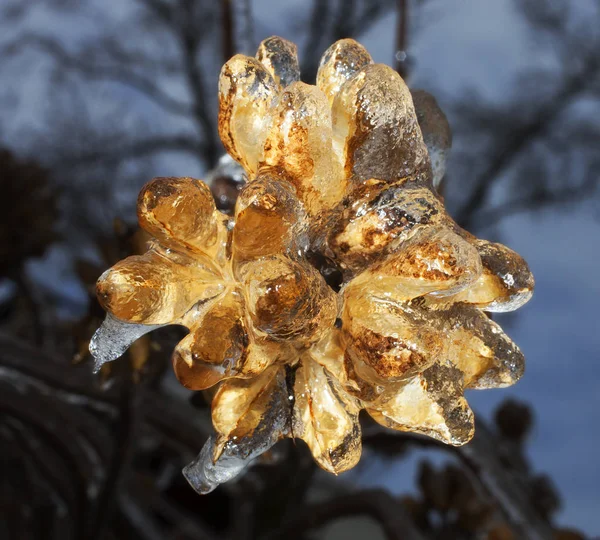 Baum nach einem Eissturm — Stockfoto