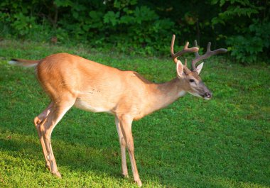 Whitetail Geyik buck
