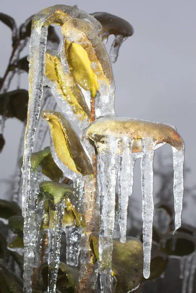 Eisglätte auf einer Anlage — Stockfoto