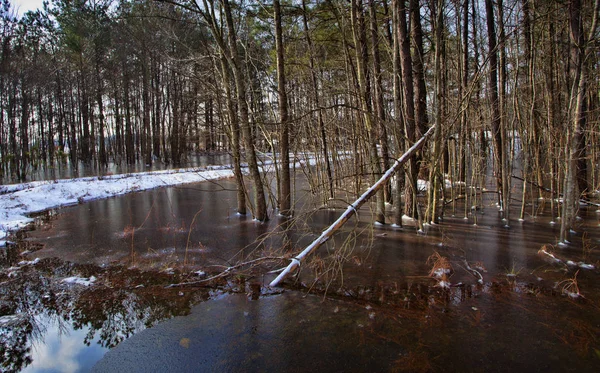 Línea de árboles congelados en Carolina del Norte — Foto de Stock