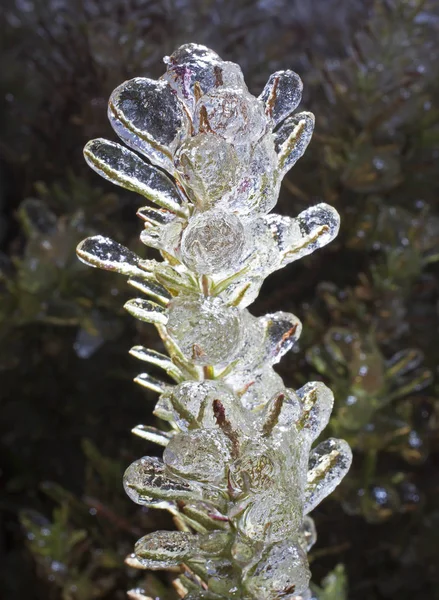 冬に冷凍ローズマリー — ストック写真