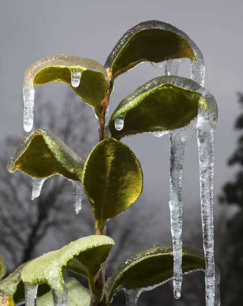 Foglie di piante congelate — Foto Stock