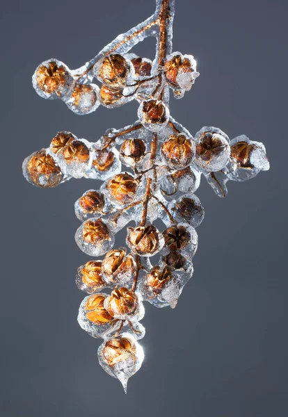 Заморожена гілка на дереві — стокове фото