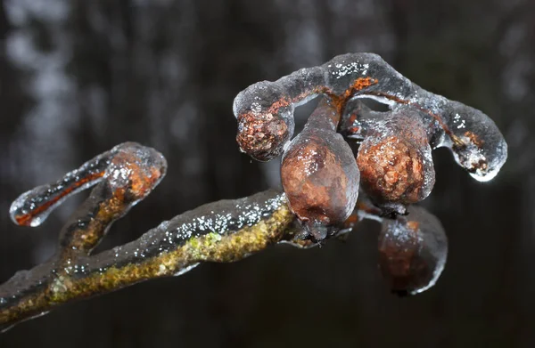 나무에 얼음 조각 — 스톡 사진