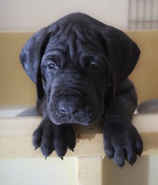 Köpek yavrusu akşamdan kalma