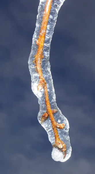 Зимняя ветка со льдом — стоковое фото
