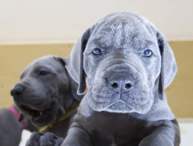 Pupy şirket ile sıkılmış