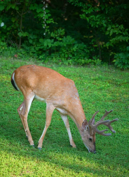 Rehe am Waldrand — Stockfoto