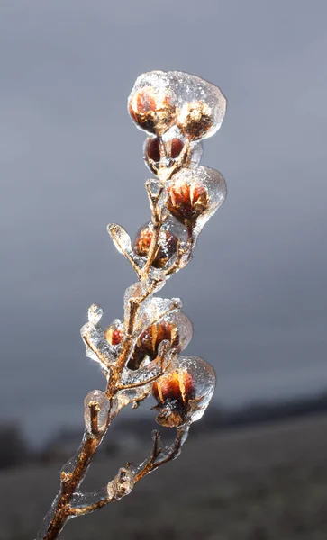 冷凍のサルスベリ — ストック写真