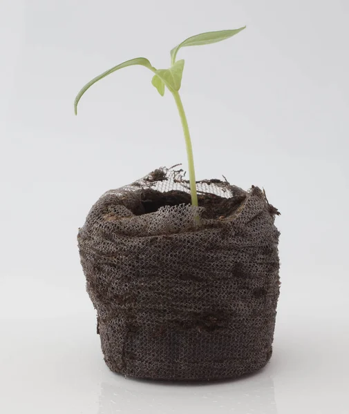 Pequeña planta que comienza a crecer — Foto de Stock