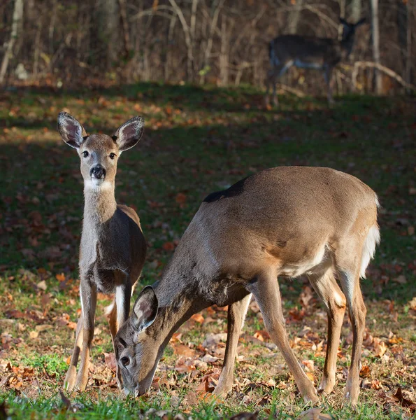 Deer doe and fawn — Stock Photo, Image