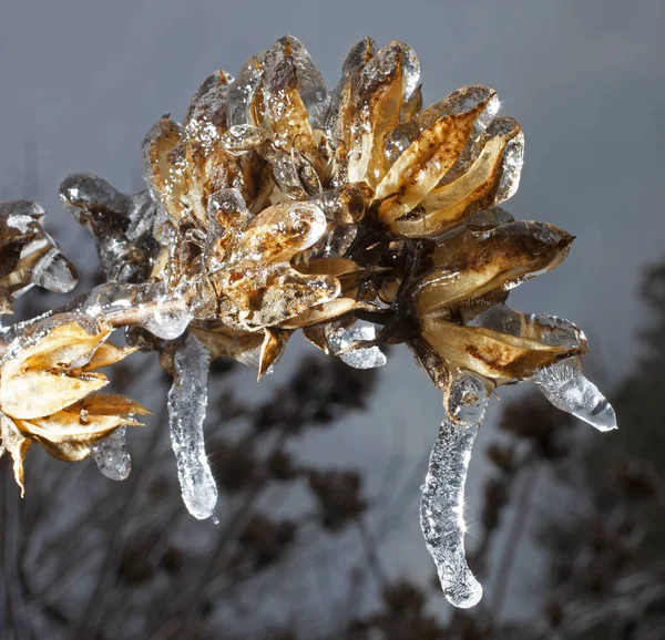 Jégcsapok egy növényen — Stock Fotó