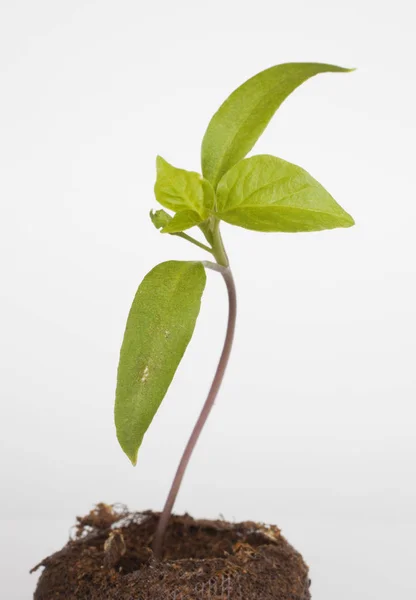 Küçük biber bitki beyaz — Stok fotoğraf