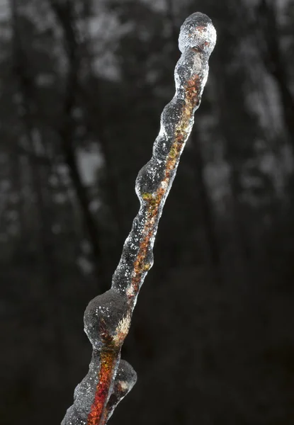 Ramo d'albero ghiacciato — Foto Stock