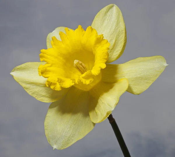 Der Frühling ist da — Stockfoto