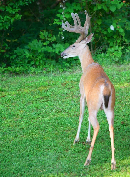 Cerf à queue blanche à l'affût — Photo