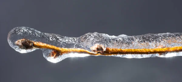 Frozen tree limb