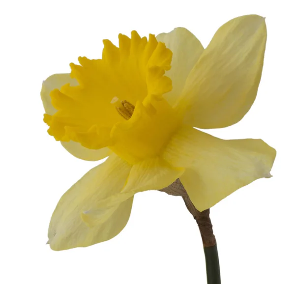 Narciso amarelo isolado em flor — Fotografia de Stock