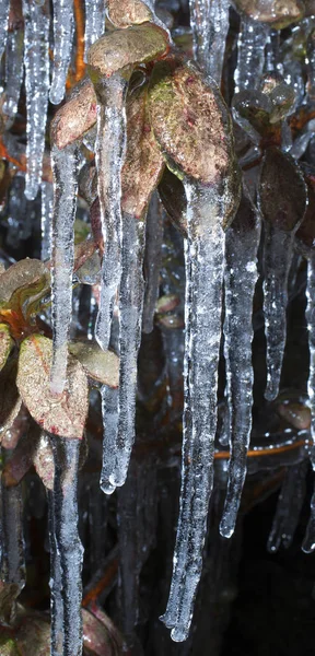 Planta congelada após uma tempestade — Fotografia de Stock