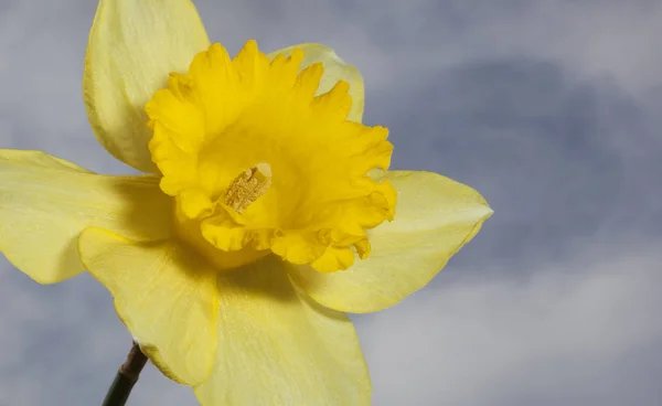 Flor de daffodil com céu e nuvens atrás — Fotografia de Stock