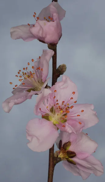 Linha vertical de flores nectarinas — Fotografia de Stock