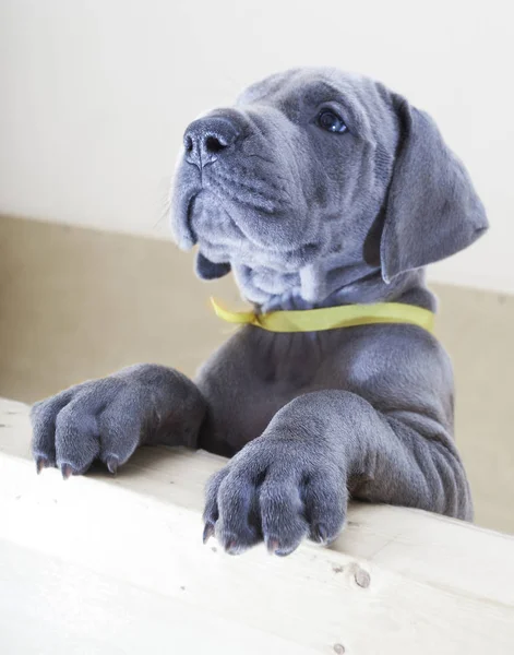 Trots op Duitse Dog pup — Stockfoto