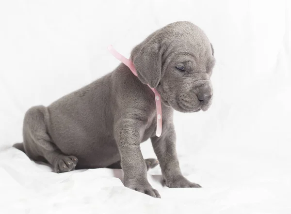 Cachorrinho de raça pura em branco — Fotografia de Stock