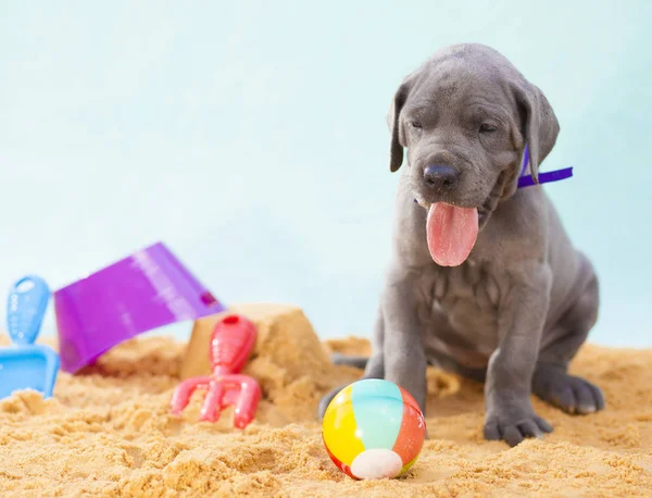 Puppy vakantietijd — Stockfoto