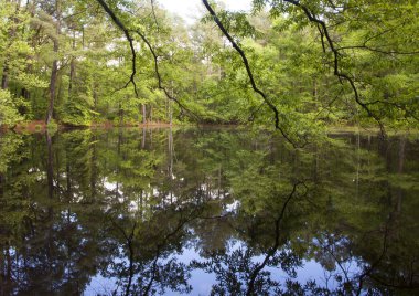 Kuzey Carolina'da sakin göl