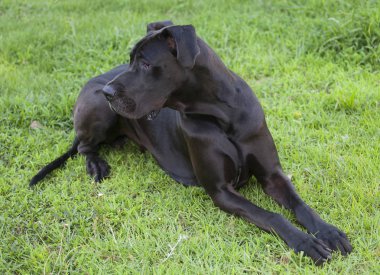 Danua bir şey işitme