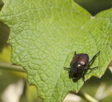 Japon böceği Bahçe sorun