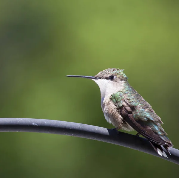 Bunte Kolibris hocken — Stockfoto