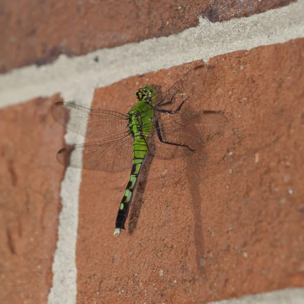 Dragonfly vyhledávání — Stock fotografie