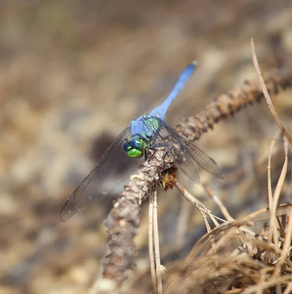 Libélula azul y verde — Foto de Stock