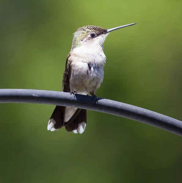 Sitting and tired hummingbird