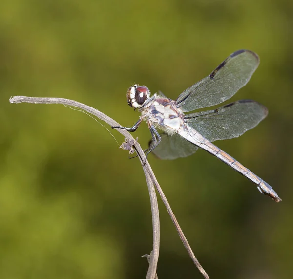 Libélula con fondo verde — Foto de Stock