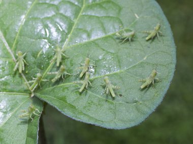Bir yaprak üzerinde aç zararlıları