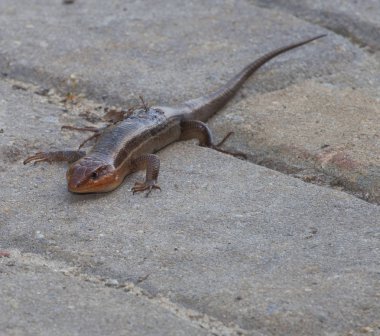 Skink tuğla üzerinde