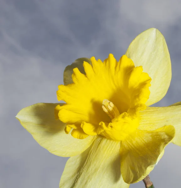 Daffodil em flor com céu e nuvens acima — Fotografia de Stock