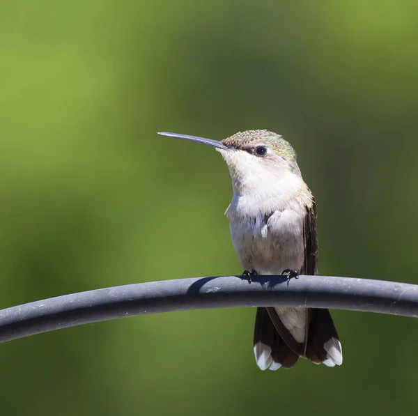 Kolibřík na kovové tyče — Stock fotografie