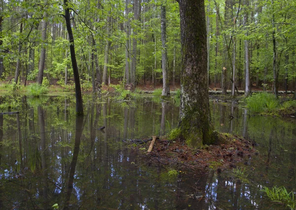 Grüner Wald überflutet — Stockfoto
